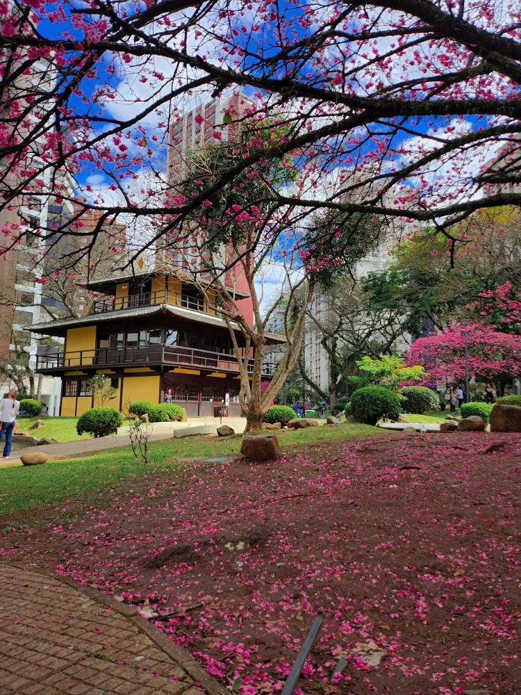 Casa da Cultura entre cerejeiras floridas na Praça do Japão